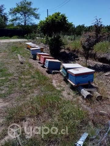 Colmenas de abeja - Imagen 2