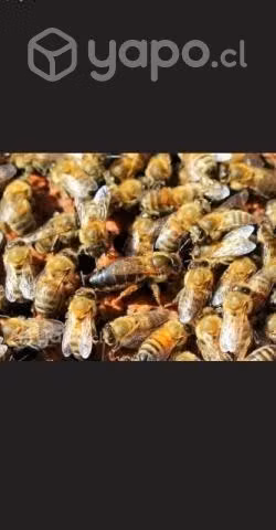 Colmenas de abeja - Imagen 3