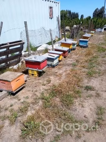 Colmenas de abeja