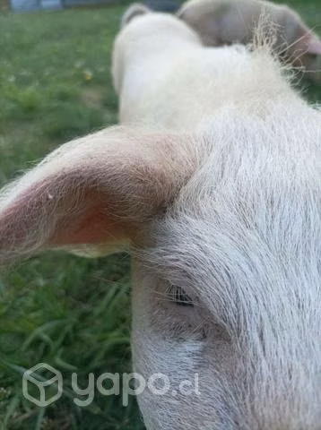 Chanchitas nuevas