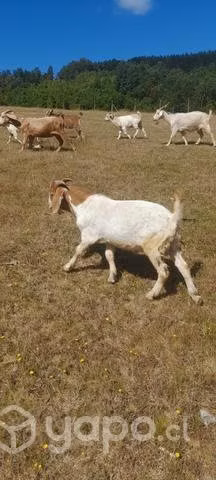 Se vende chivo boer para reproductor