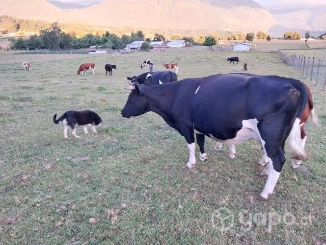 Se venden animales