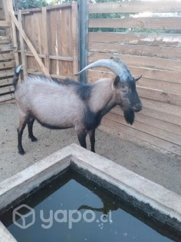 cabras