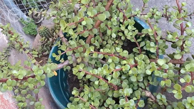 Muchas y maravillosas plantas a la venta