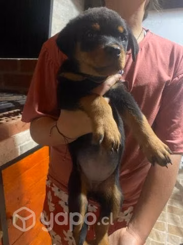 Cachorros Rottweiler - Imagen 3