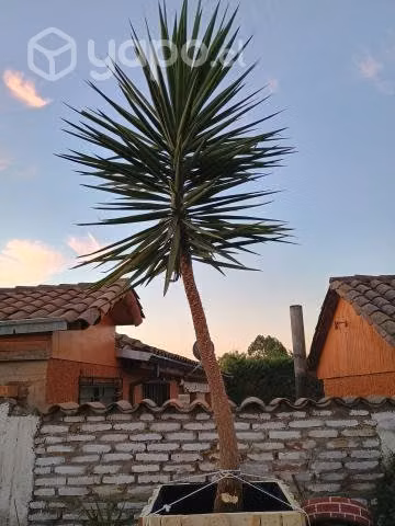 Yuca de 4 metros