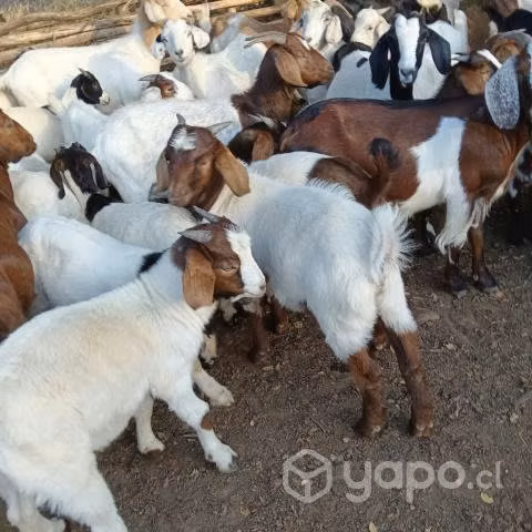 Corderos y chivos