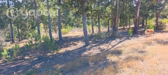 Parcela 2.5 ha espinalillo hualañe