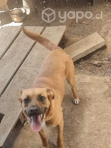 Perrita en adopción - Imagen 2