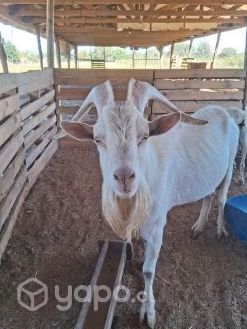 Venta de chivo sannen