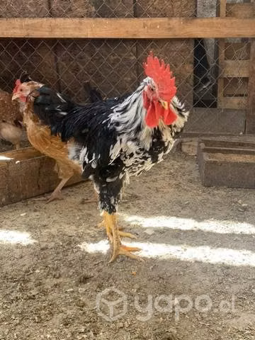 Gallo flor de aba