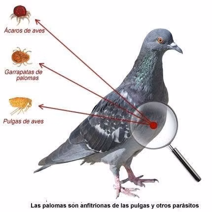 Control de palomas