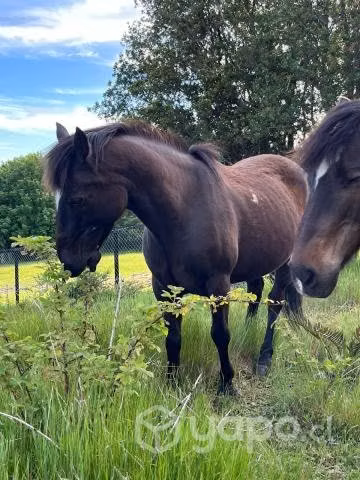Caballo manso