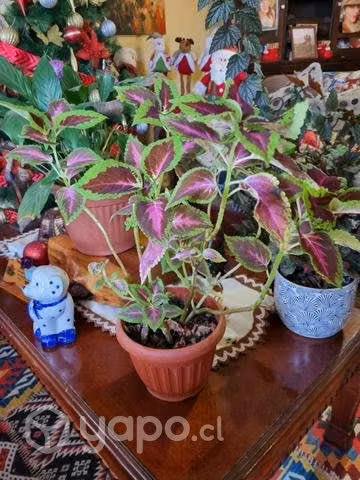 Plantas de interior