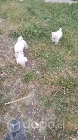 Poodle de 4 meses busca familia