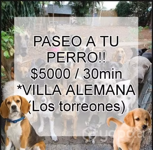 Paseadora de Mascotas