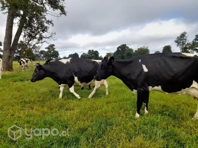 Vacas lecheras