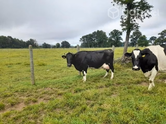 Vacas lecheras