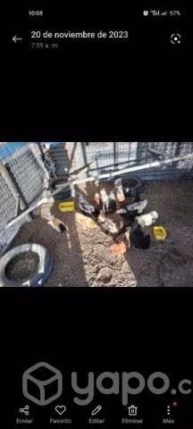Plantel de gallinas