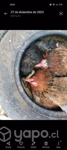 Plantel de gallinas
