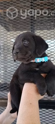 Bellos Cachorros Mezcla Labrador en Adopción