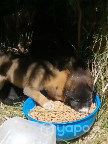 Se dan perritos en adopción