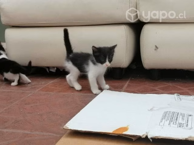 Se regalan hermosos gatitos
