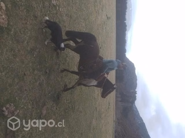Caballo