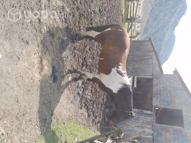 Caballo