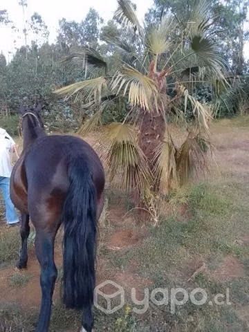 Yegua