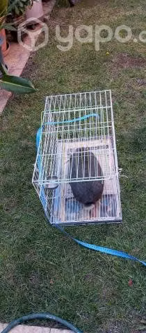 Jaula
