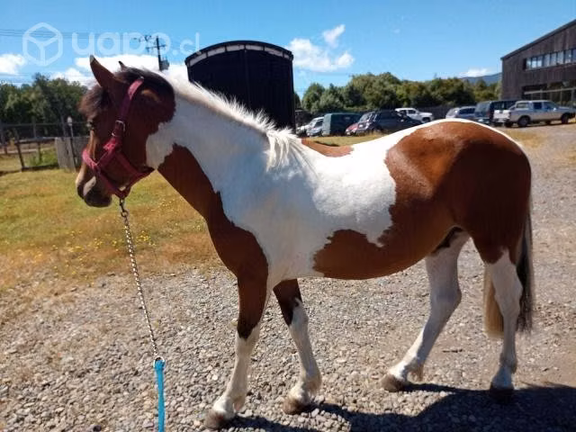 Caballo tobiano
