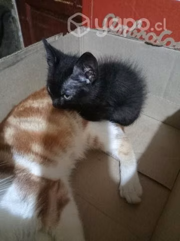 Gatitos buscan hogar - Imagen 3