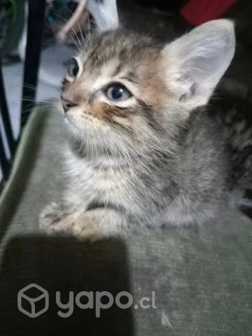 Gatitos buscan hogar - Imagen 2