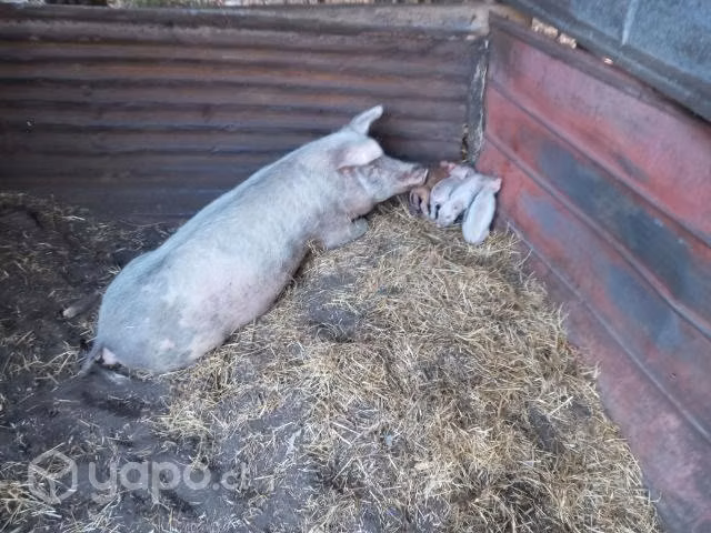 Cerdita a la venta con 2 crias