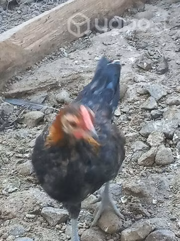 Pollos fenix 3 meses