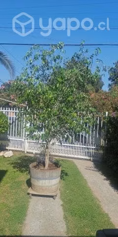 Ficus - Imagen 2