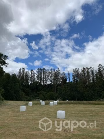 Bolos de ensilaje - Imagen 3