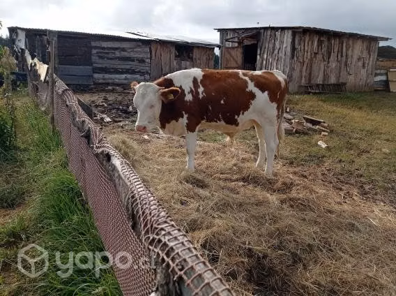 Terneros monvelier doble propósito sanitos un año - Imagen 3