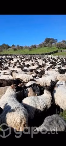 Aportunidad ovejas