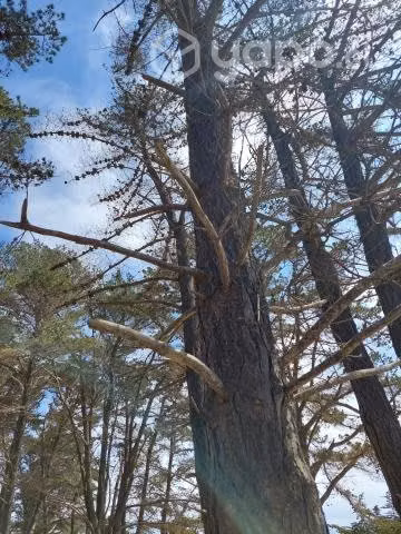 Profesional Forestal-Estudios