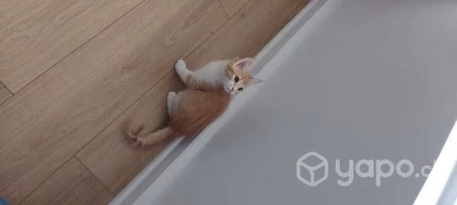 Se regalan gatitas