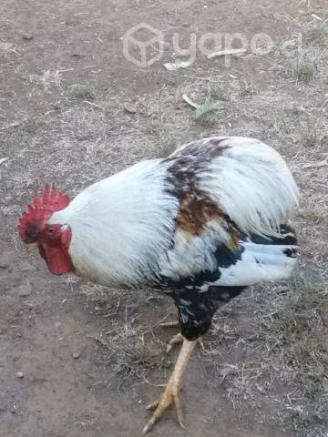 Gallo nuevo collonco