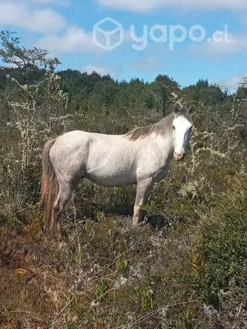 Caballo de 3 a 4 añitos