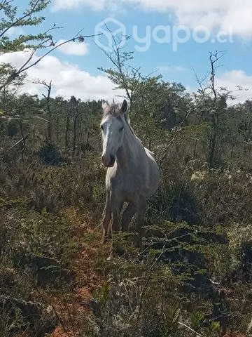 Caballo de 3 a 4 añitos - Imagen 2