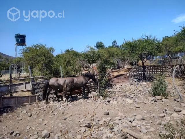 llegua y potranca