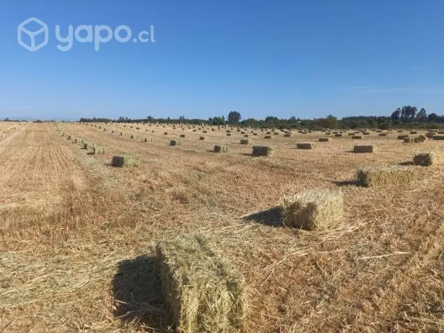 Fardos de Avena - Imagen 3