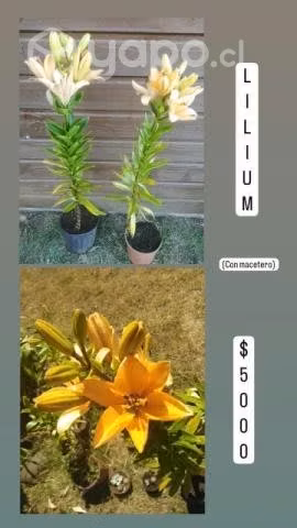 Plantitas