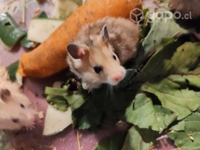 Hamster Golden - Imagen 2
