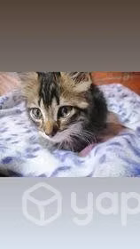 Se regala gatito